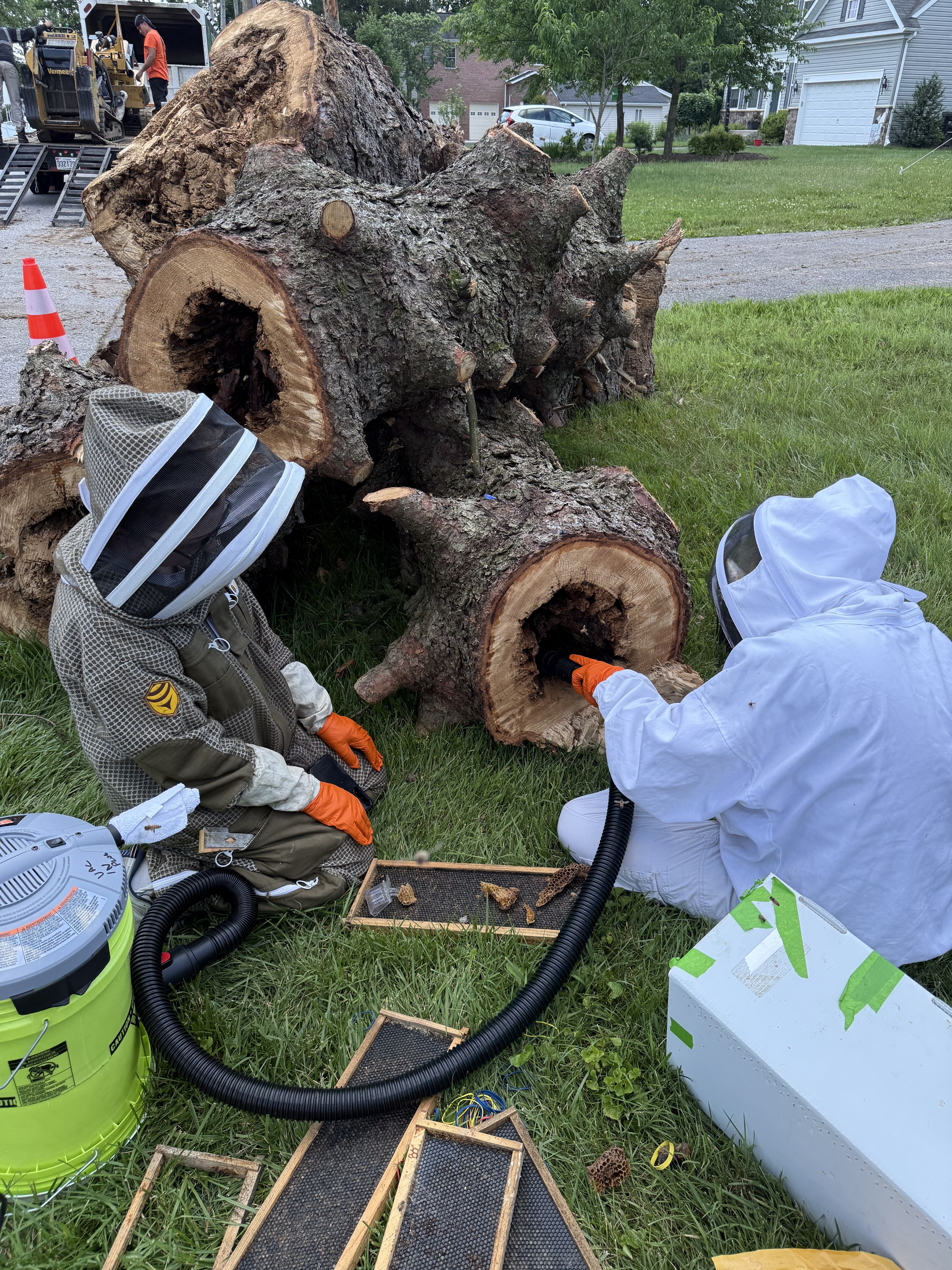 Swarm Removal